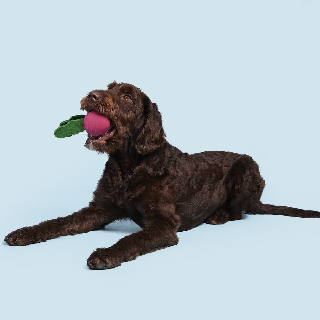Turnt Up Turnip Super Chewer Durable Tug Dog Toy