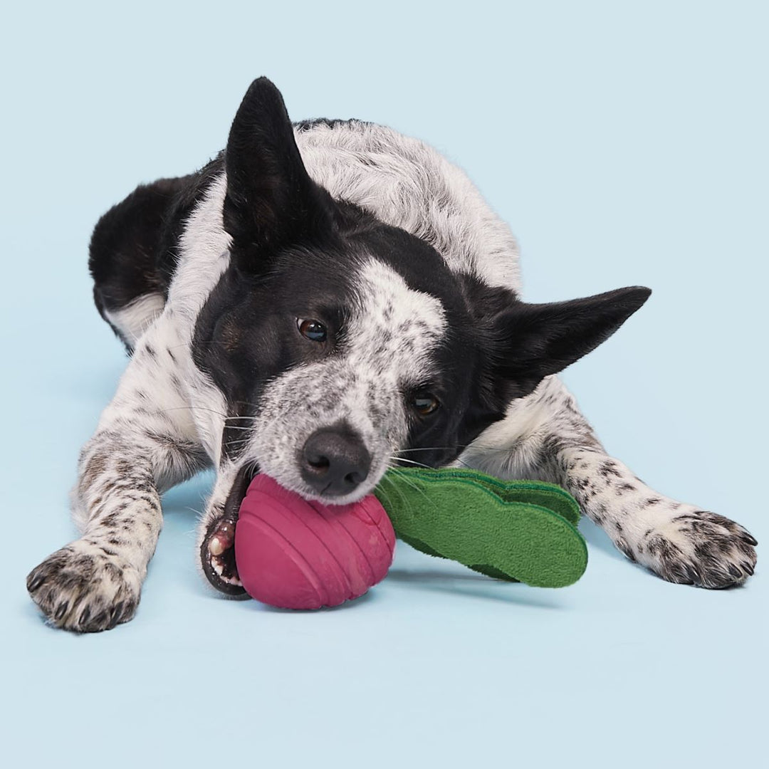 Turnt Up Turnip Super Chewer Durable Tug Dog Toy