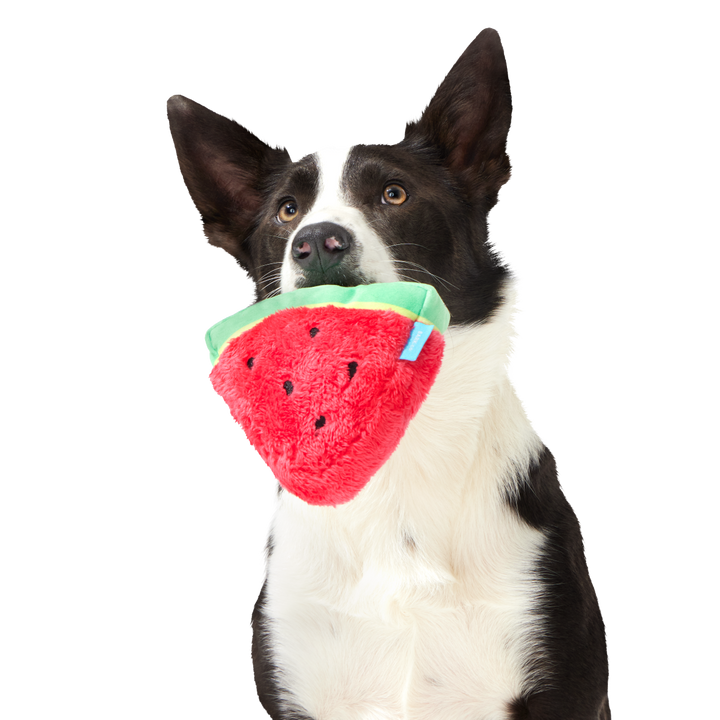 Slobbermelon Pop Plush Tug Dog Toy