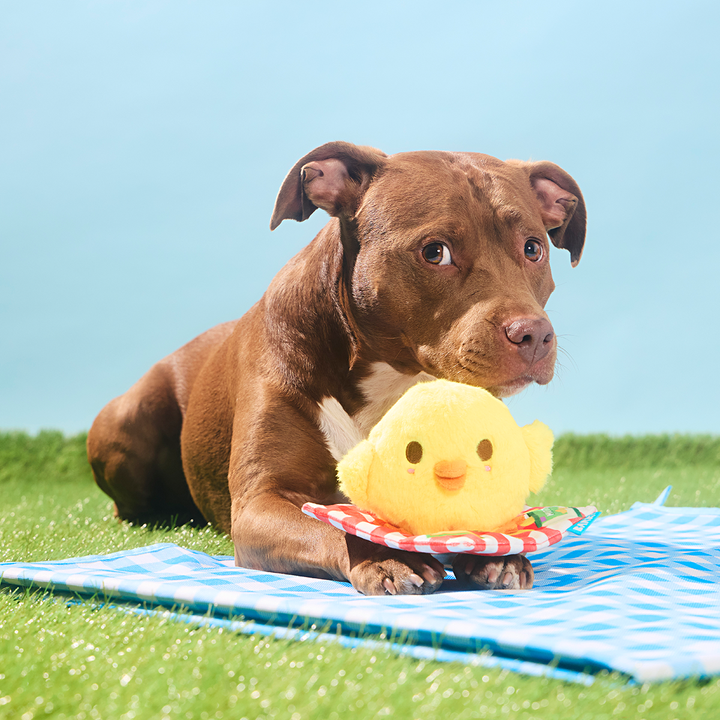 Chick-Nic Plush Tug Dog Toy