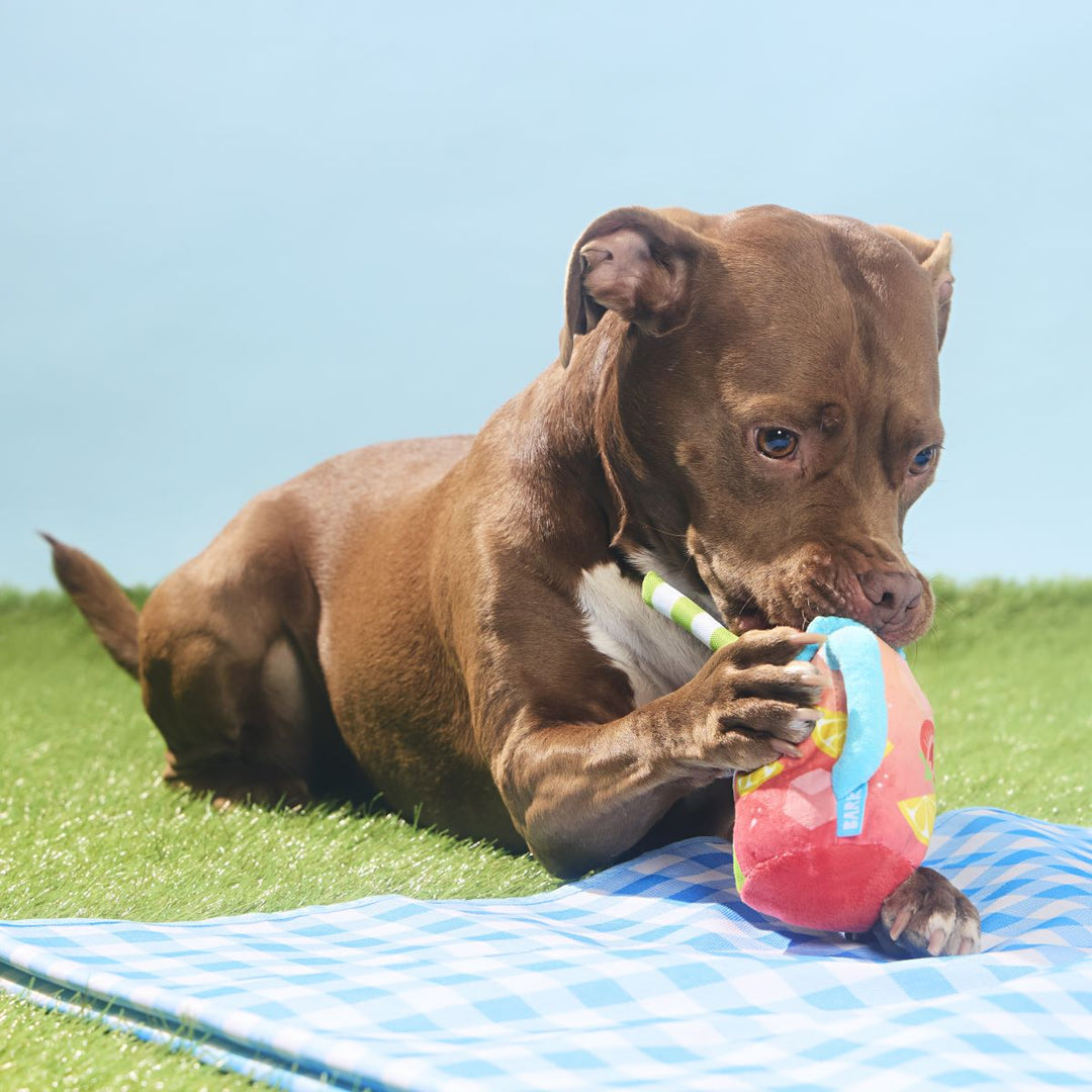 Spiked Punch Plush Tug Dog Toy