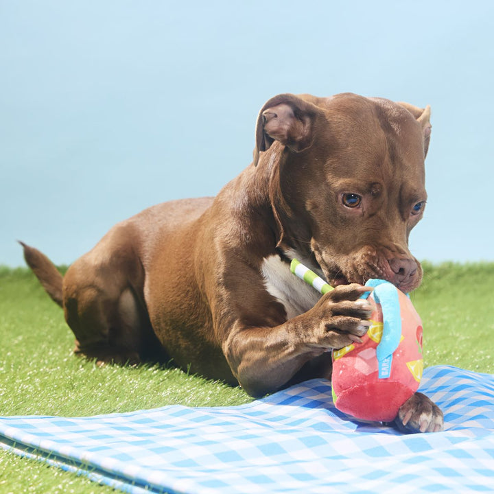 Spiked Punch Plush Tug Dog Toy