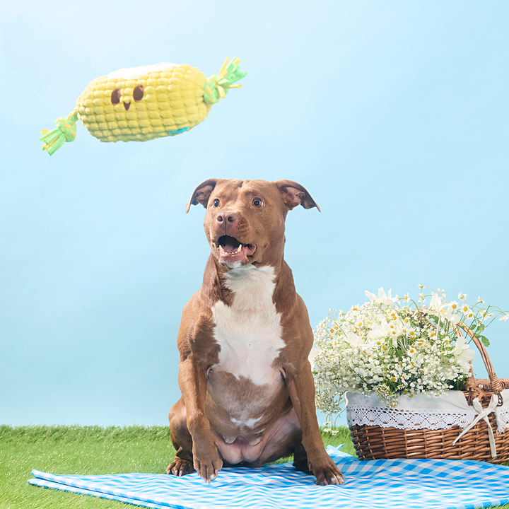 Corn on the Tug Plush Dog Toy